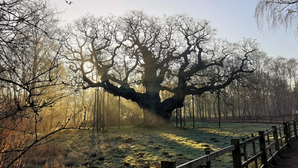 Major Oak Sherwood