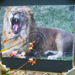 Cible Nature Lion